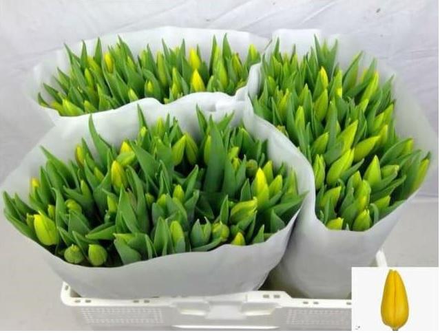 Срезанные цветы оптом Tulipa si strong gold от 150шт. из Голландии с доставкой по России