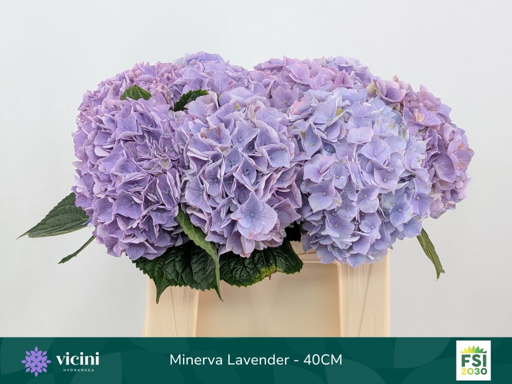 Срезанные цветы оптом Hydrangea my beautiful minerva от 10шт из Голландии с доставкой по России