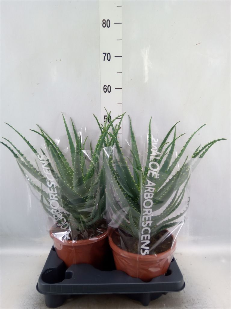 Горшечные цветы и растения оптом Aloe Arborescens от 2шт из Голландии с доставкой по России