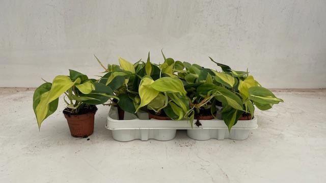 Горшечные цветы и растения оптом Phil Scandens Brasil от 12шт (для телеги) из Голландии с доставкой по России Горшечные цветы и растения оптом Phil Scandens Brasil от 12шт (для телеги) из Голландии с доставкой по России