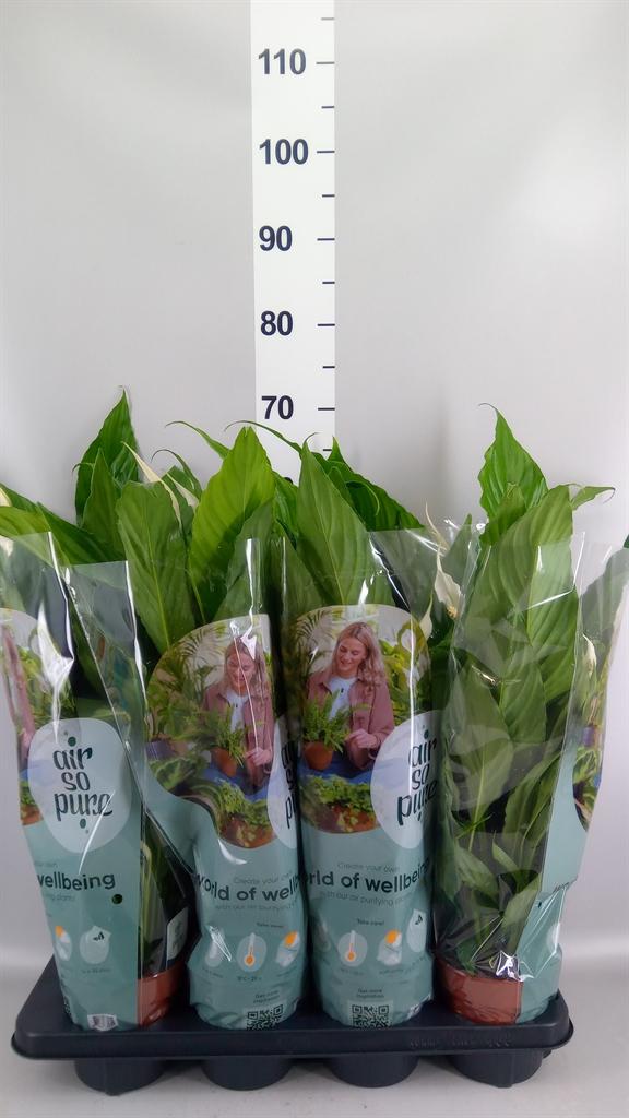 Горшечные цветы и растения оптом Spathiphyllum Sweet Benito - 13cm от 8шт из Голландии с доставкой по России