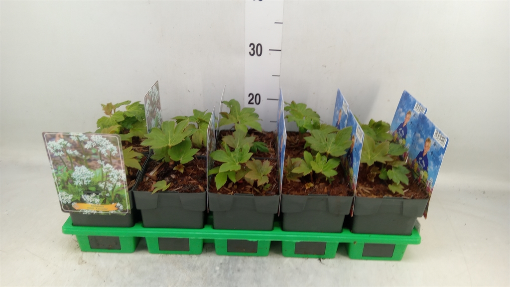 Горшечные цветы и растения оптом Vaste Pltn   ...mix In Pot [perenni от 10шт из Голландии с доставкой по России