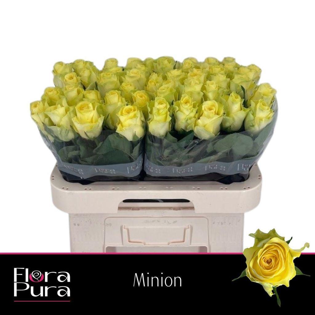 Срезанные цветы оптом Rosa large minion rose от 60шт из Голландии с доставкой по России