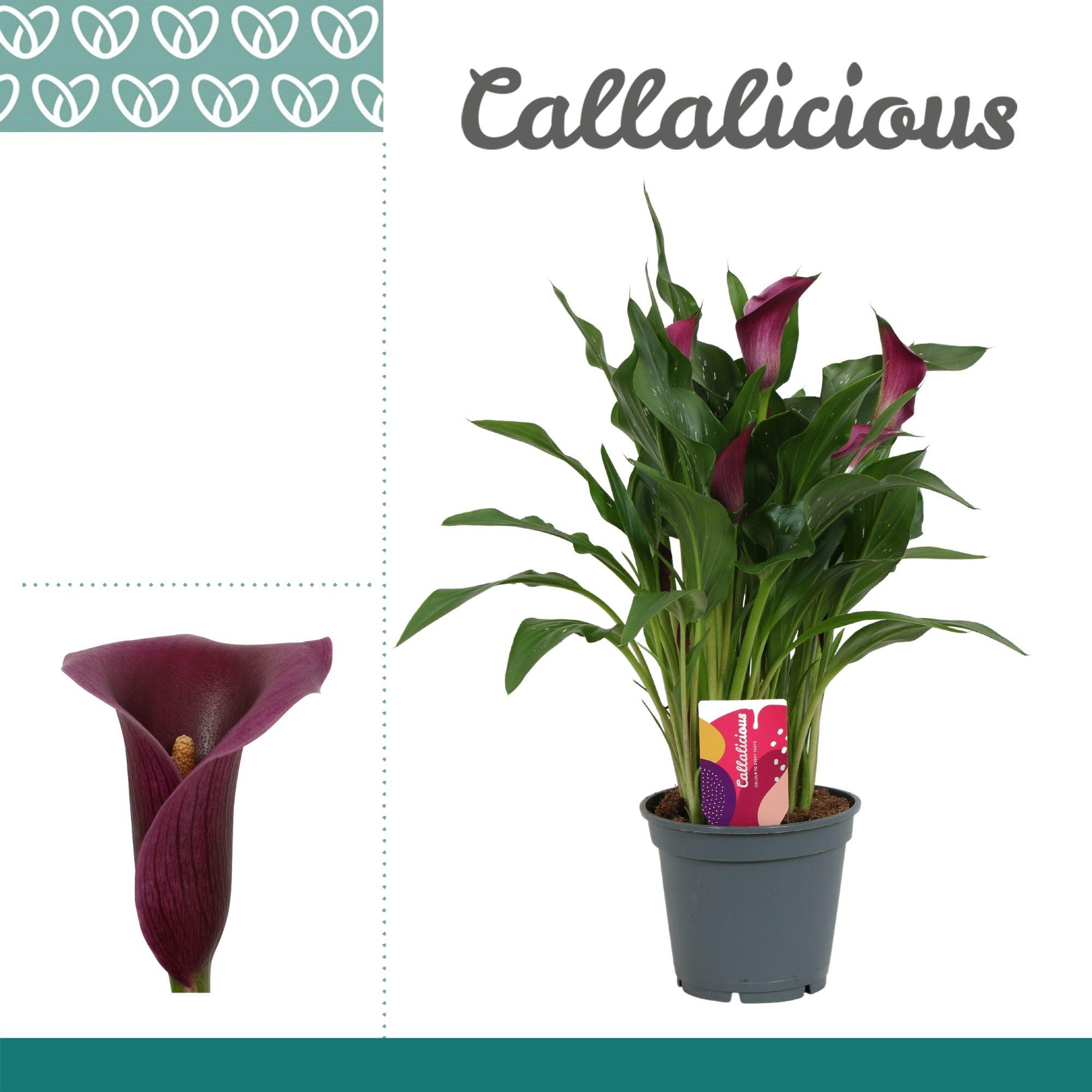 Горшечные цветы и растения оптом Zantedeschia Purple от 6шт из Голландии с доставкой по России
