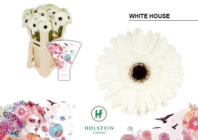 Срезанные цветы оптом Gerbera white house от 40шт из Голландии с доставкой по России