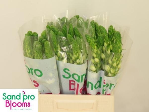 Срезанные цветы оптом Ornithogalum milky way от 50шт из Голландии с доставкой по России