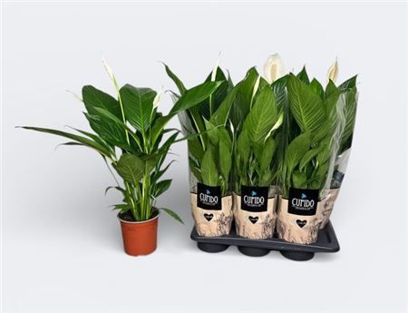 Горшечные цветы и растения оптом Spath Bingo Cupido 3-4++ от 6шт из Голландии с доставкой по России