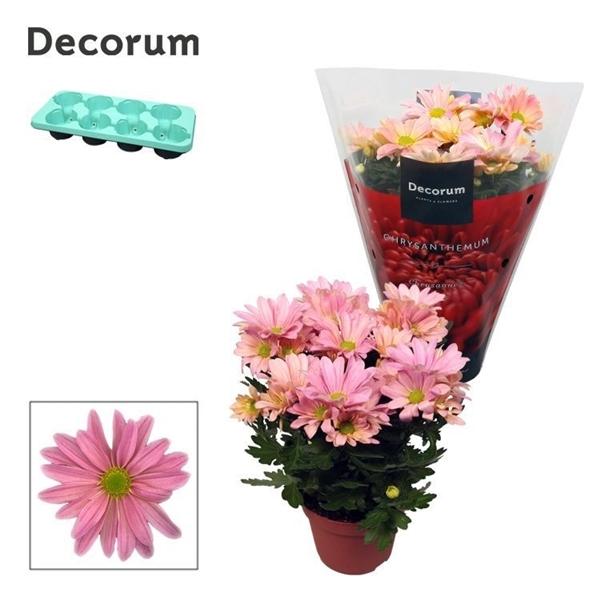 Горшечные цветы и растения оптом Chrys Margarita Pink (decorum) от 8шт из Голландии с доставкой по России
