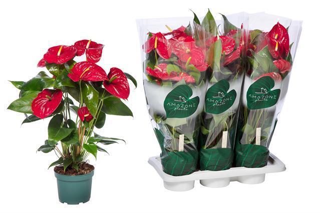 Горшечные цветы и растения оптом Anthu An Nevada от 6шт из Голландии с доставкой по России