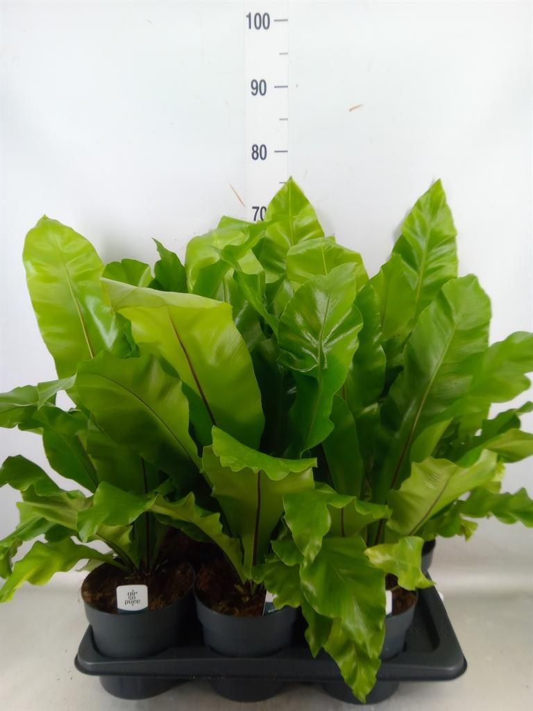 Горшечные цветы и растения оптом Asplenium Nidus от 6шт из Голландии с доставкой по России