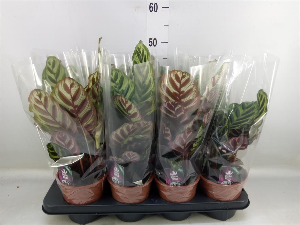 Горшечные цветы и растения оптом Calathea Makoyana от 8шт из Голландии с доставкой по России