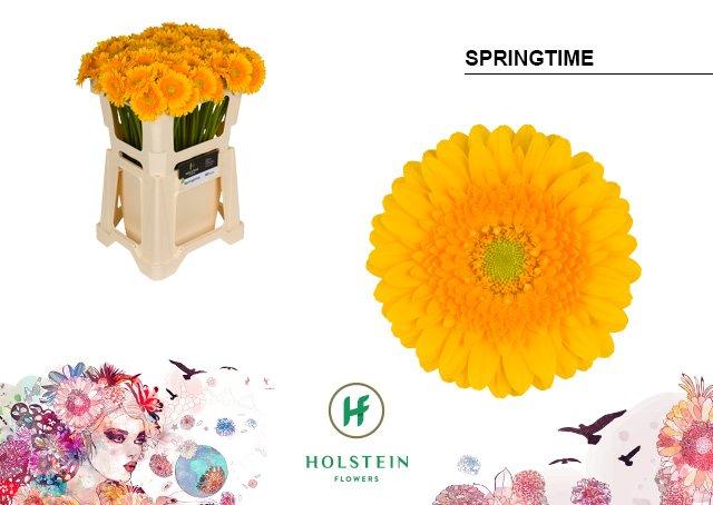 Срезанные цветы оптом Germini springtime от 80шт из Голландии с доставкой по России