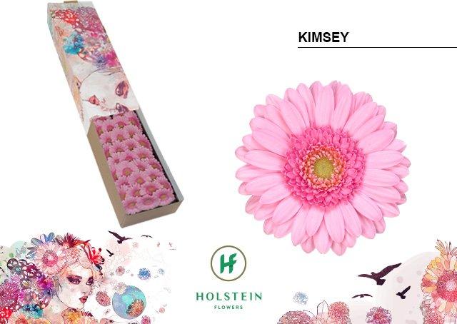 Срезанные цветы оптом Germini kimsey от 60шт. из Голландии с доставкой по России