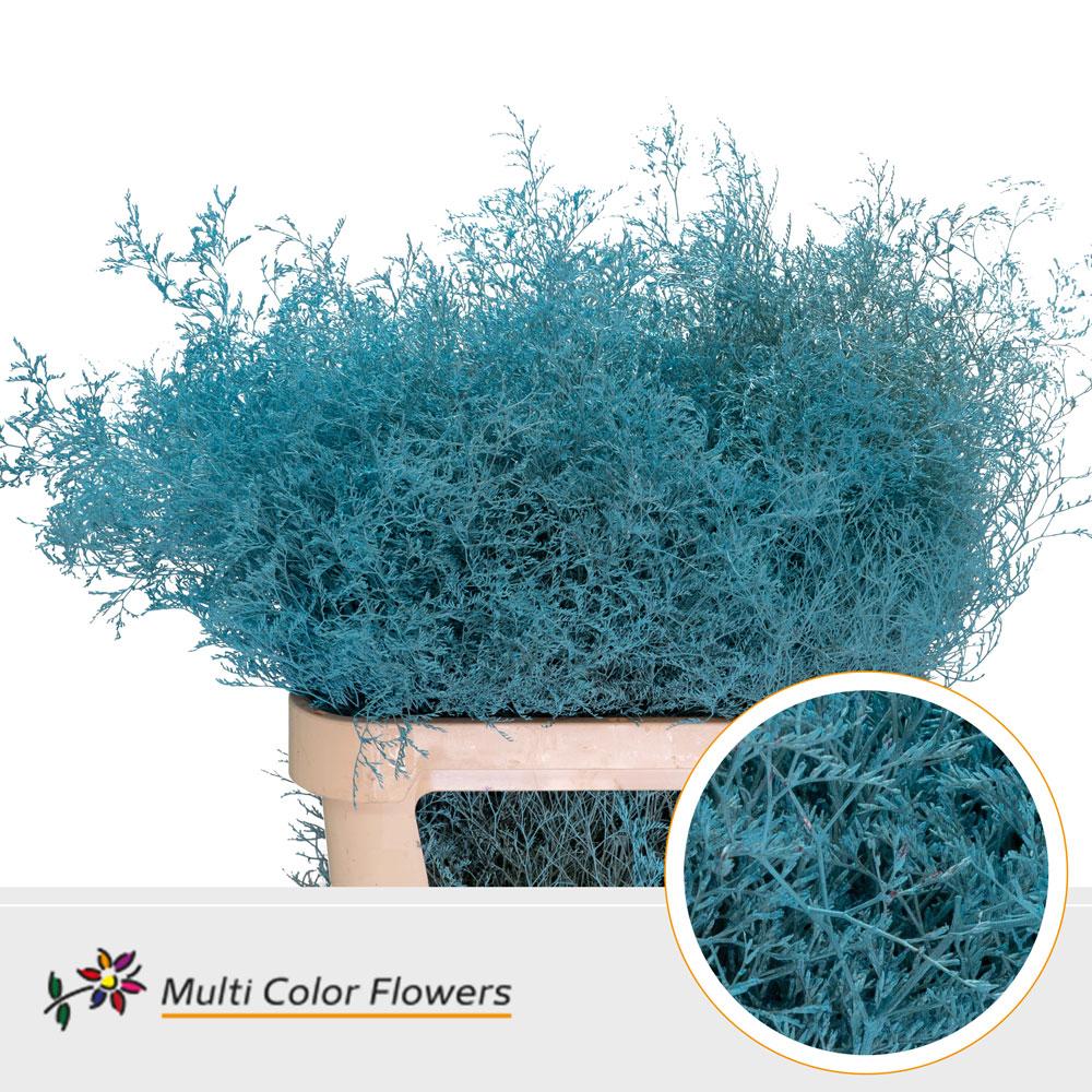 Срезанные цветы оптом Limonium beltlaard paint blue light от 25шт из Голландии с доставкой по России