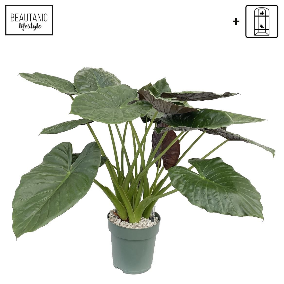 Горшечные цветы и растения оптом Alocasia Wentii + Watermeter от 1шт (для телеги) из Голландии с доставкой по России