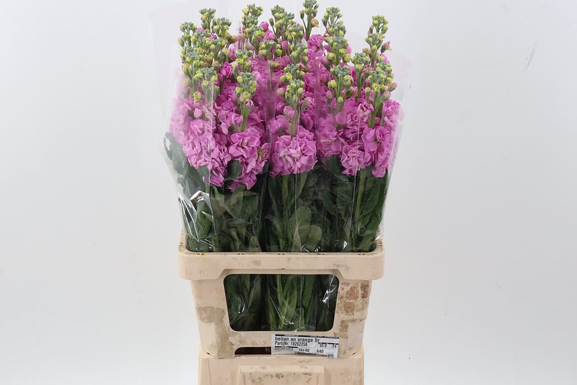 Срезанные цветы оптом Matthiola phantom pink от 30шт из Голландии с доставкой по России