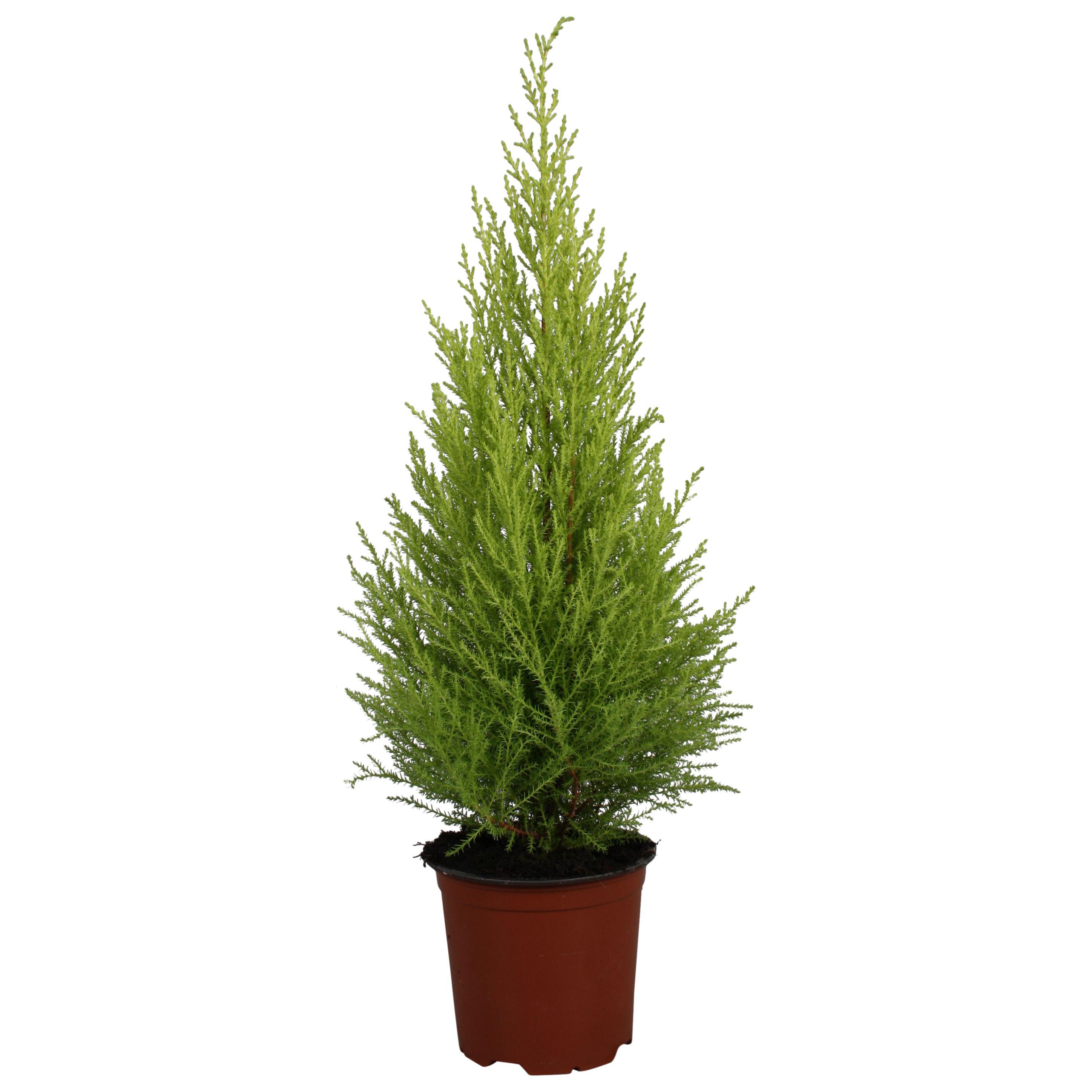 Горшечные цветы и растения оптом Cupressus Goldcrest Wilma от 7шт из Голландии с доставкой по России