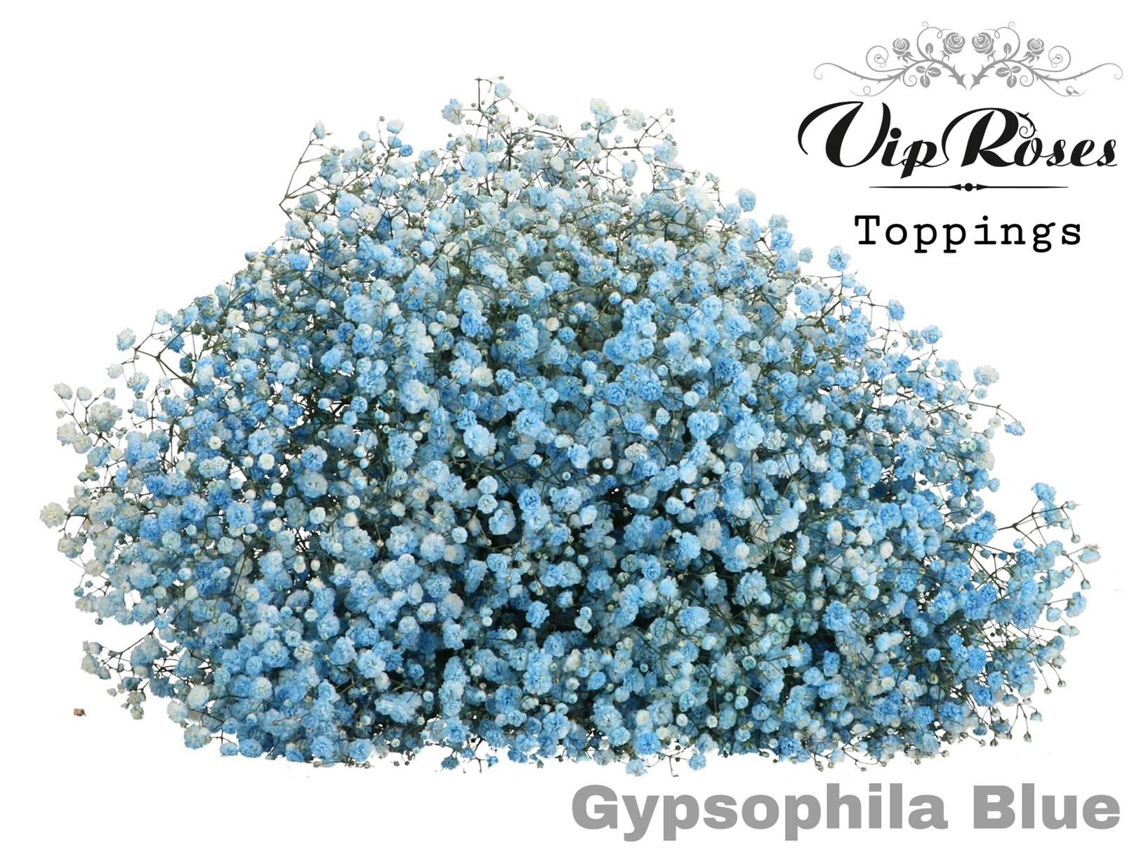 Срезанные цветы оптом Gyps large paint blue от 25шт. из Голландии с доставкой по России