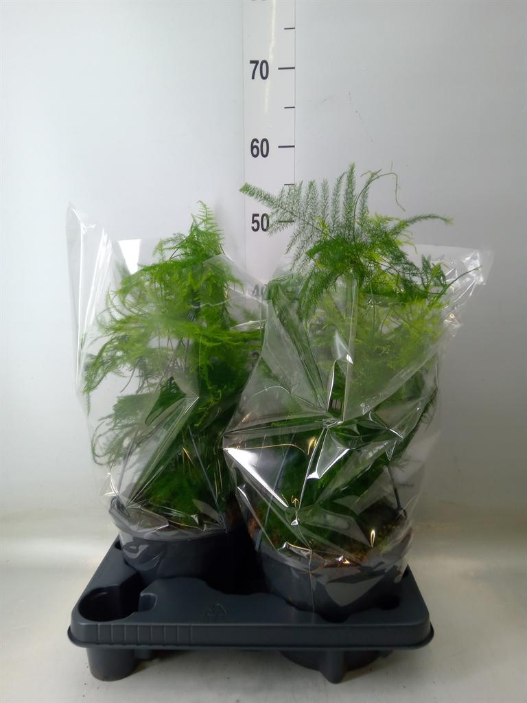 Горшечные цветы и растения оптом Asparagus Setaceus от 2шт из Голландии с доставкой по России