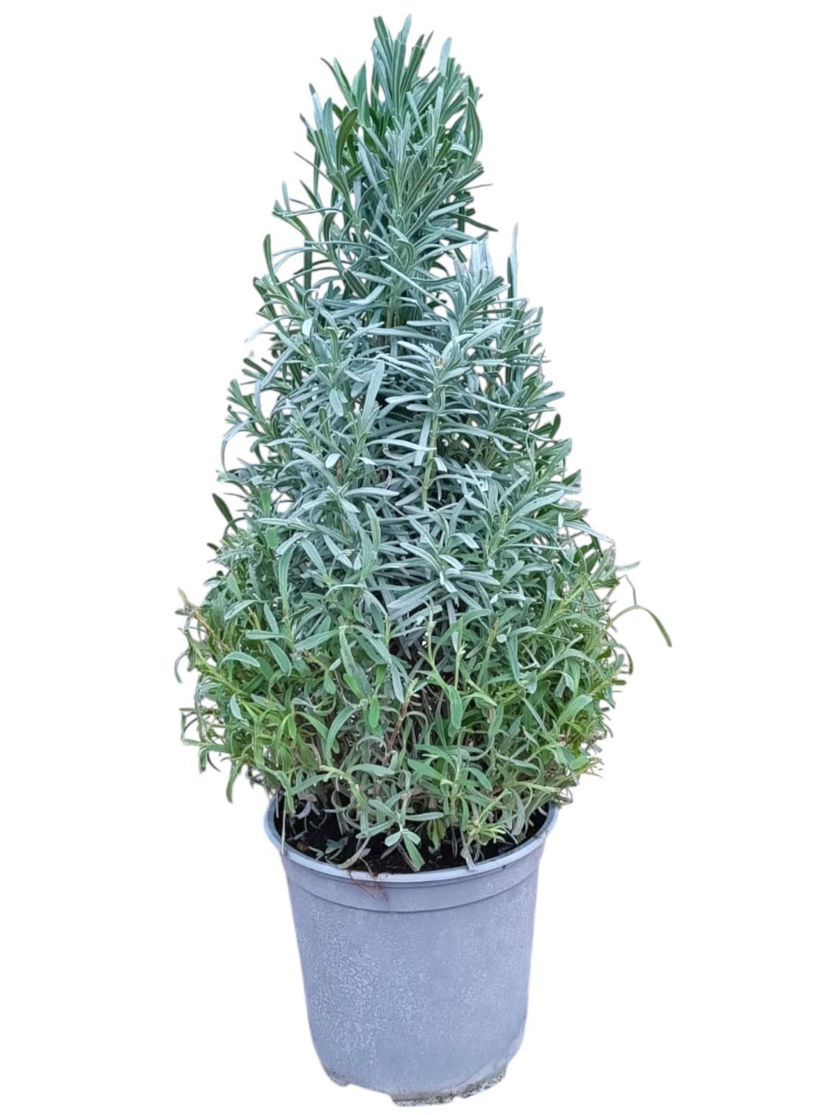 Горшечные цветы и растения оптом Lavandula Angustifolia Pyramid от 1шт из Голландии с доставкой по России