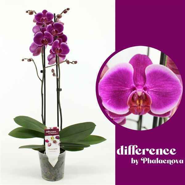 Горшечные цветы и растения оптом Phal 2st Durban 14+ (phalaenova) от 10шт из Голландии с доставкой по России