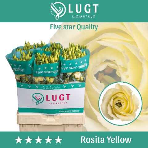 Срезанные цветы оптом Lisianthus do rosita yellow от 60шт из Голландии с доставкой по России