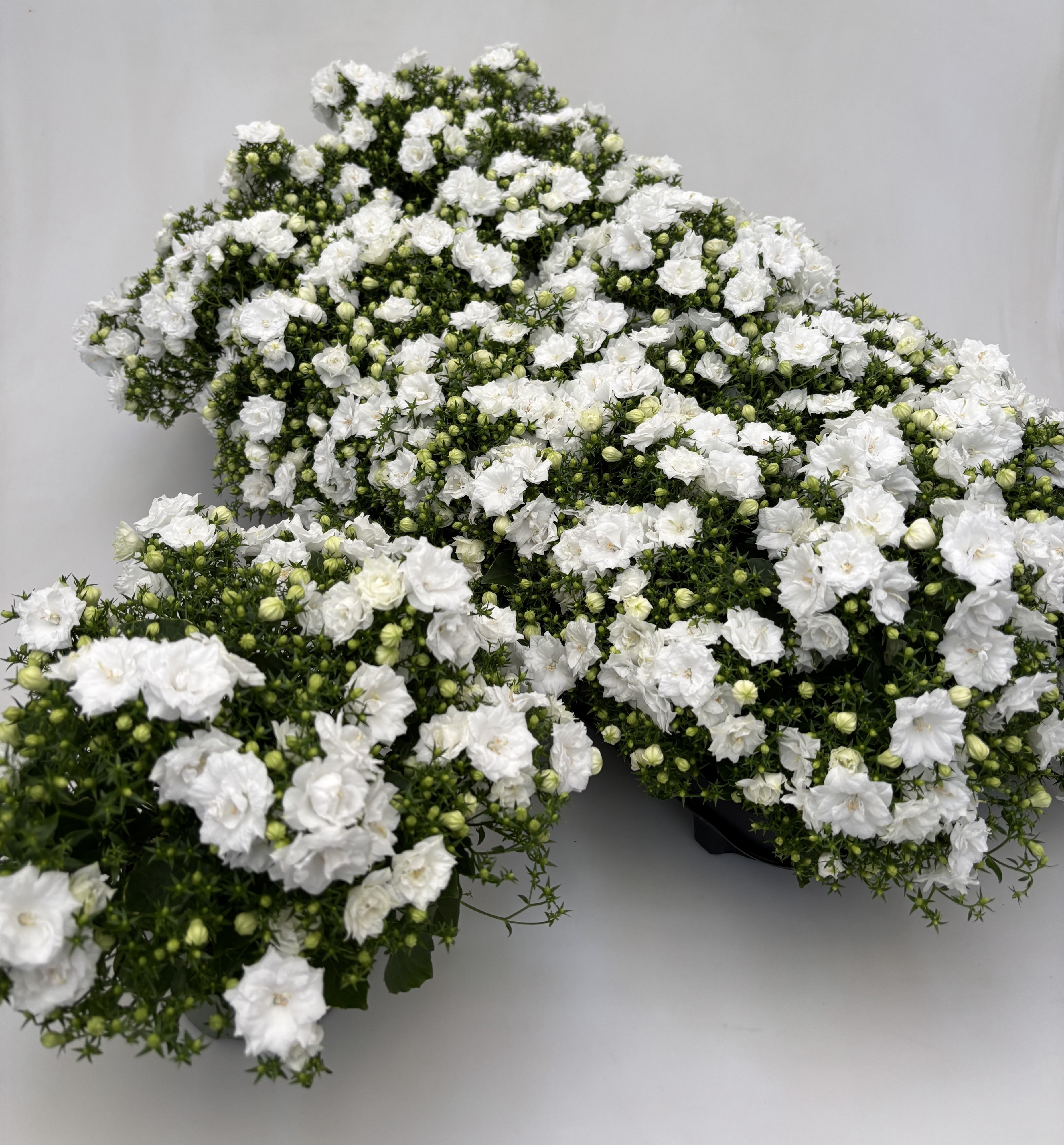 Горшечные цветы и растения оптом Camp White Like Mee от 10шт (для телеги) из Голландии с доставкой по России