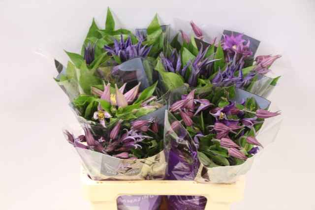 Срезанные цветы оптом Clematis mix in bucket от 60шт из Голландии с доставкой по России