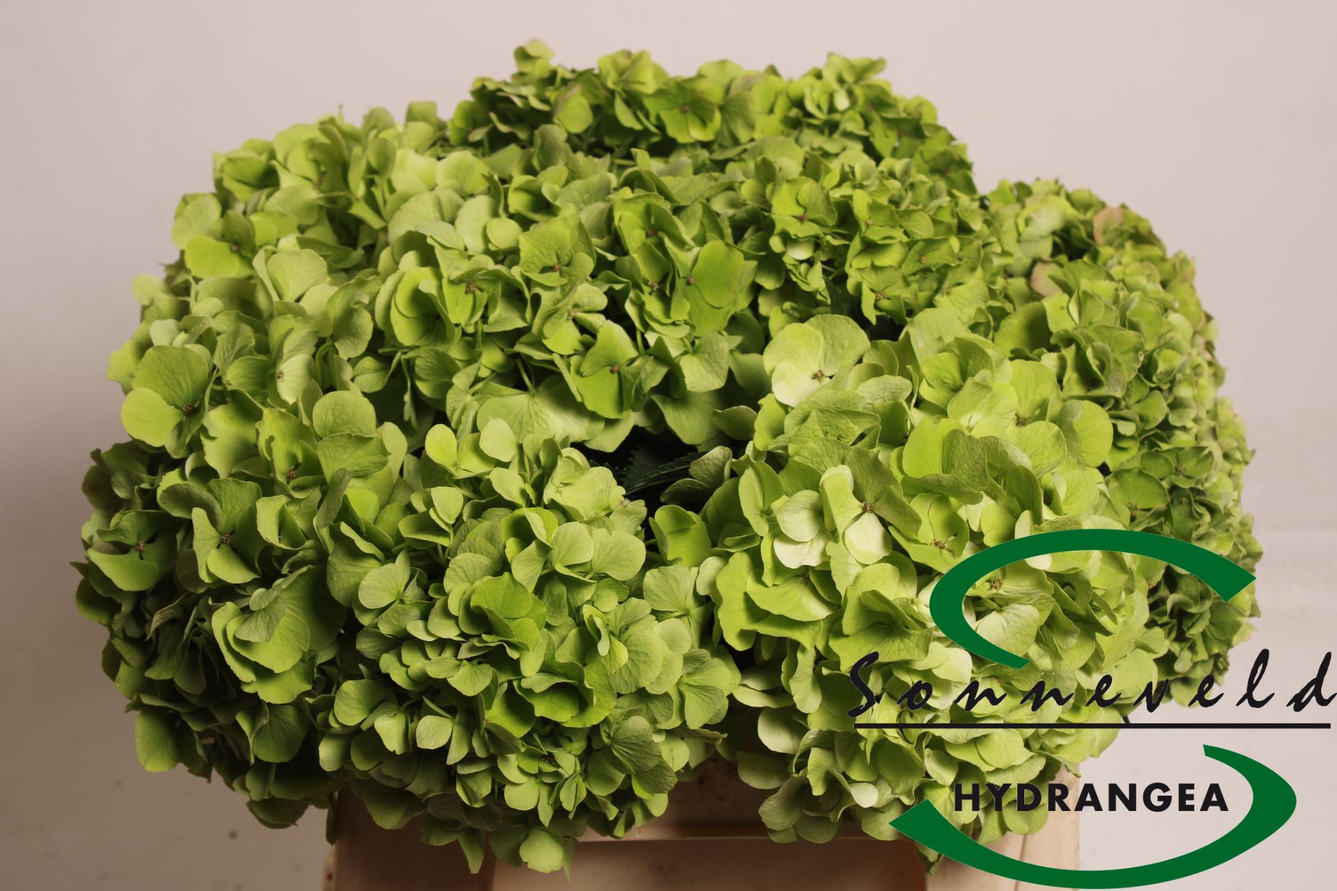 Срезанные цветы оптом Hydrangea verena classic green от 10шт из Голландии с доставкой по России