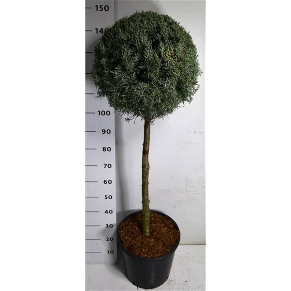 Горшечные цветы и растения оптом Cupressus Arizonica On Stem от 1шт из Голландии с доставкой по России