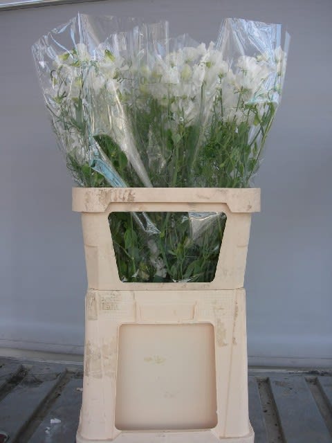 Срезанные цветы оптом Lathyrus rank white от 30шт из Голландии с доставкой по России