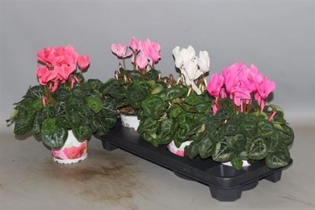 Горшечные цветы и растения оптом Cyclamen Super Xl Mix от 3шт (для телеги) из Голландии с доставкой по России