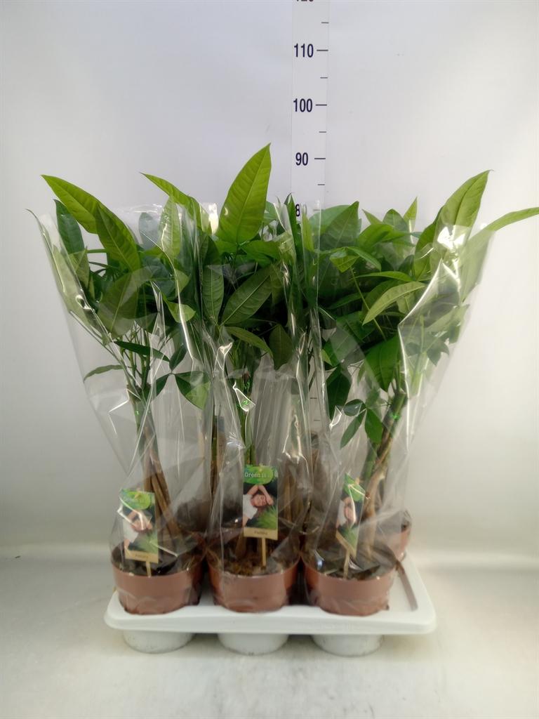 Горшечные цветы и растения оптом Pachira Aquatica от 6шт из Голландии с доставкой по России