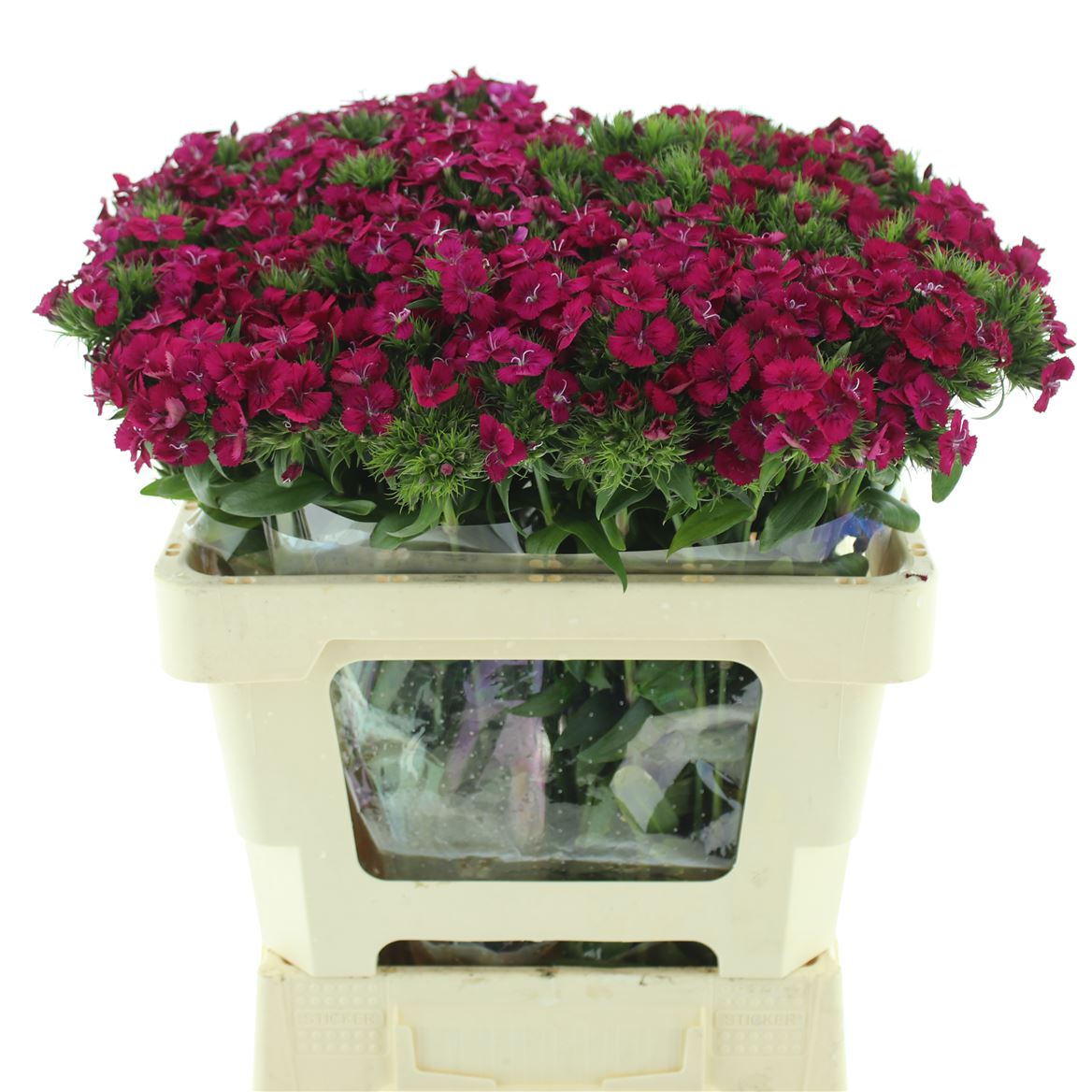 Срезанные цветы оптом Dianthus br amazone neon cherry от 50шт из Голландии с доставкой по России