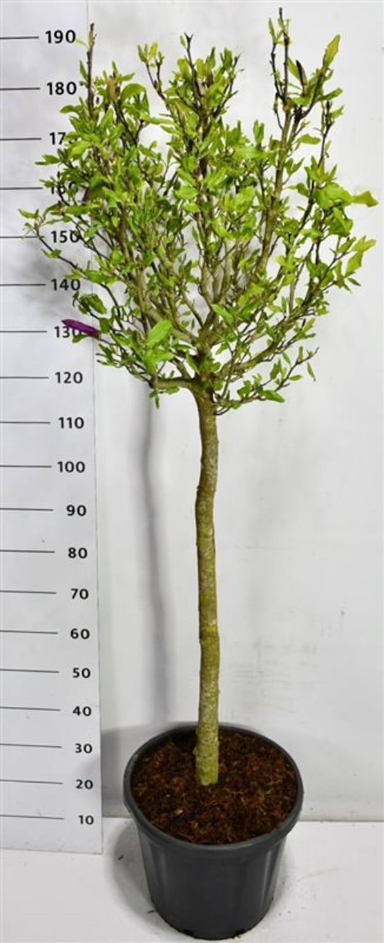 Горшечные цветы и растения оптом Magnolia Susan On Stem от 1шт из Голландии с доставкой по России