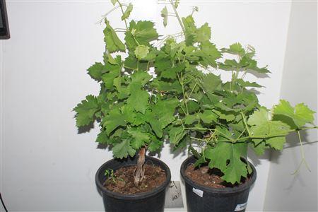 Горшечные цветы и растения оптом Vitis Vinifera от 1шт из Голландии с доставкой по России