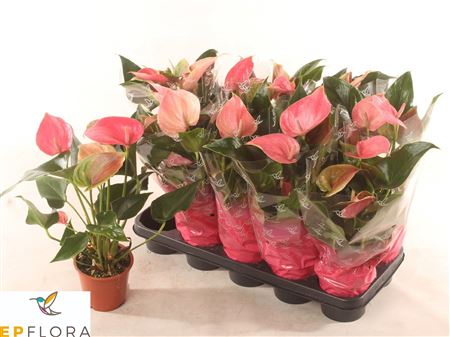 Горшечные цветы и растения оптом Anthu An Arisa Pink 4+ от 10шт из Голландии с доставкой по России