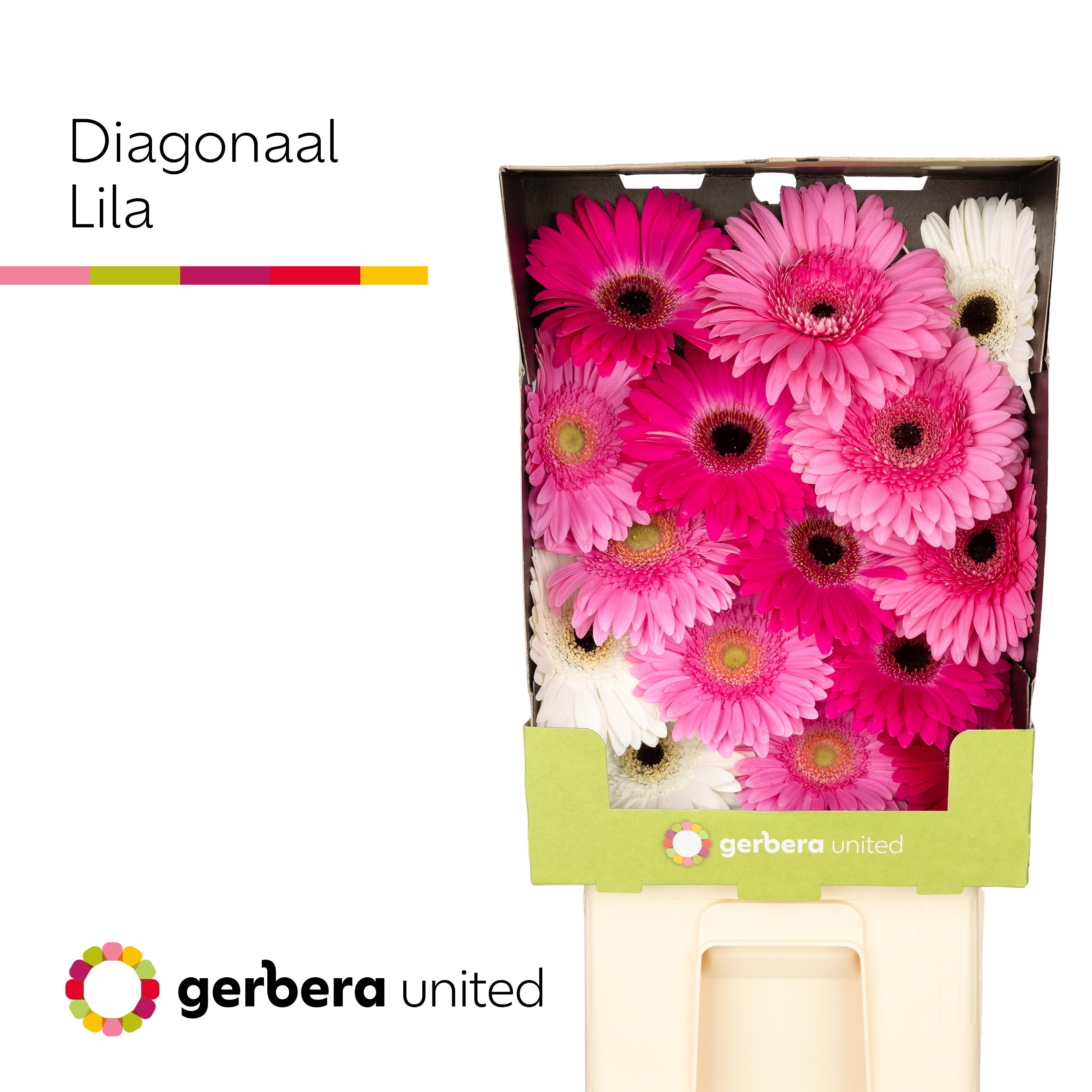 Срезанные цветы оптом Gerbera diamond mix lilac от 30шт из Голландии с доставкой по России