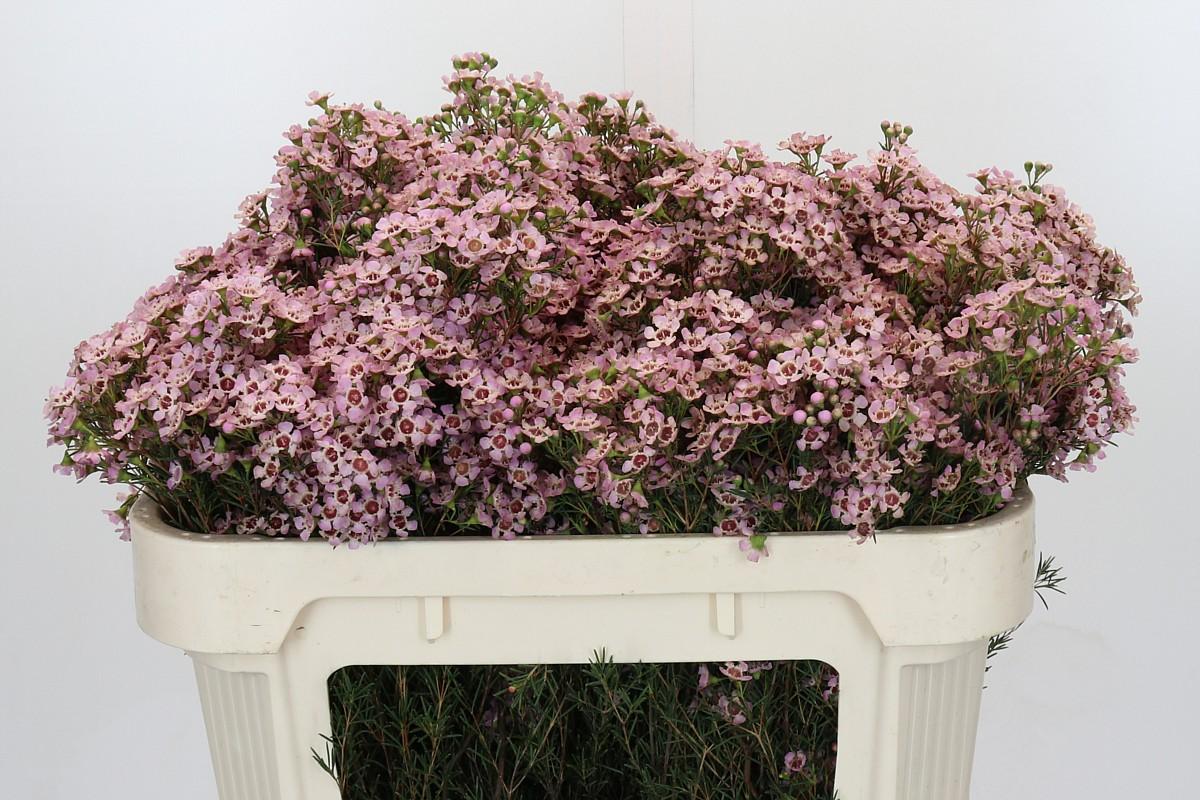 Срезанные цветы оптом Chamelaucium jupiter solar от 50шт из Голландии с доставкой по России