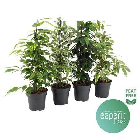 Горшечные цветы и растения оптом Ficus Be Royal Mix 3-4srt от 8шт из Голландии с доставкой по России