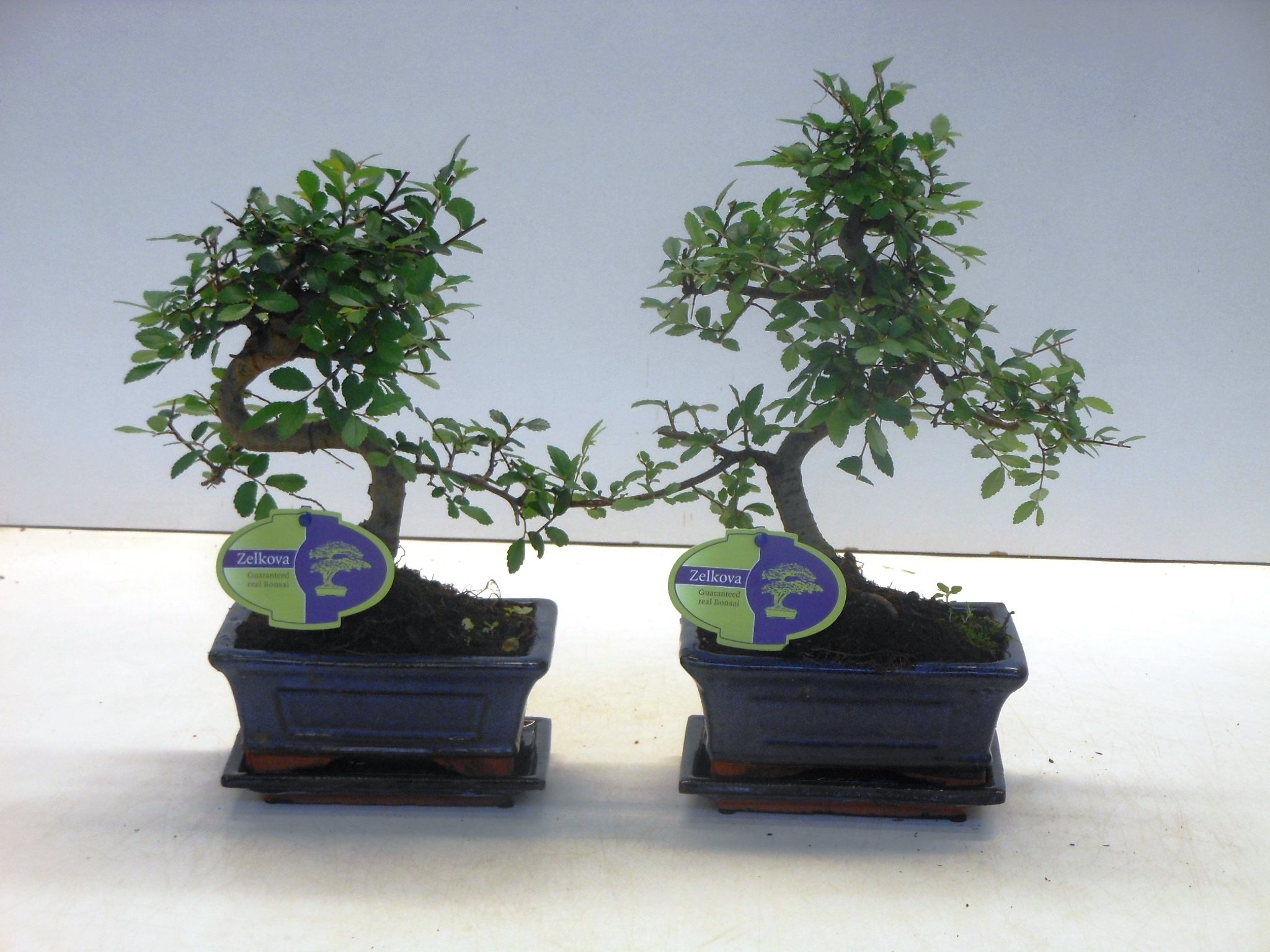 Горшечные цветы и растения оптом Bonsai Zelkova Parvifolia  With Drip Tray от 10шт из Голландии с доставкой по России