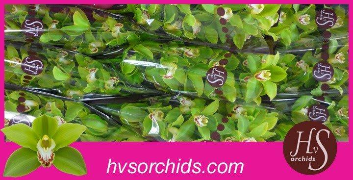 Срезанные цветы оптом Cymbidium green giant от 10шт из Голландии с доставкой по России