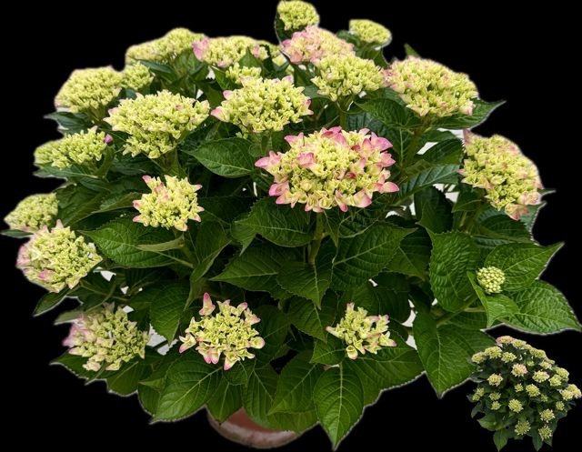 Горшечные цветы и растения оптом Hydr M Gem от 1шт из Голландии с доставкой по России