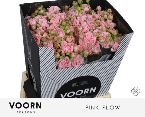Срезанные цветы оптом Rosa spray pink flow от 20шт из Голландии с доставкой по России