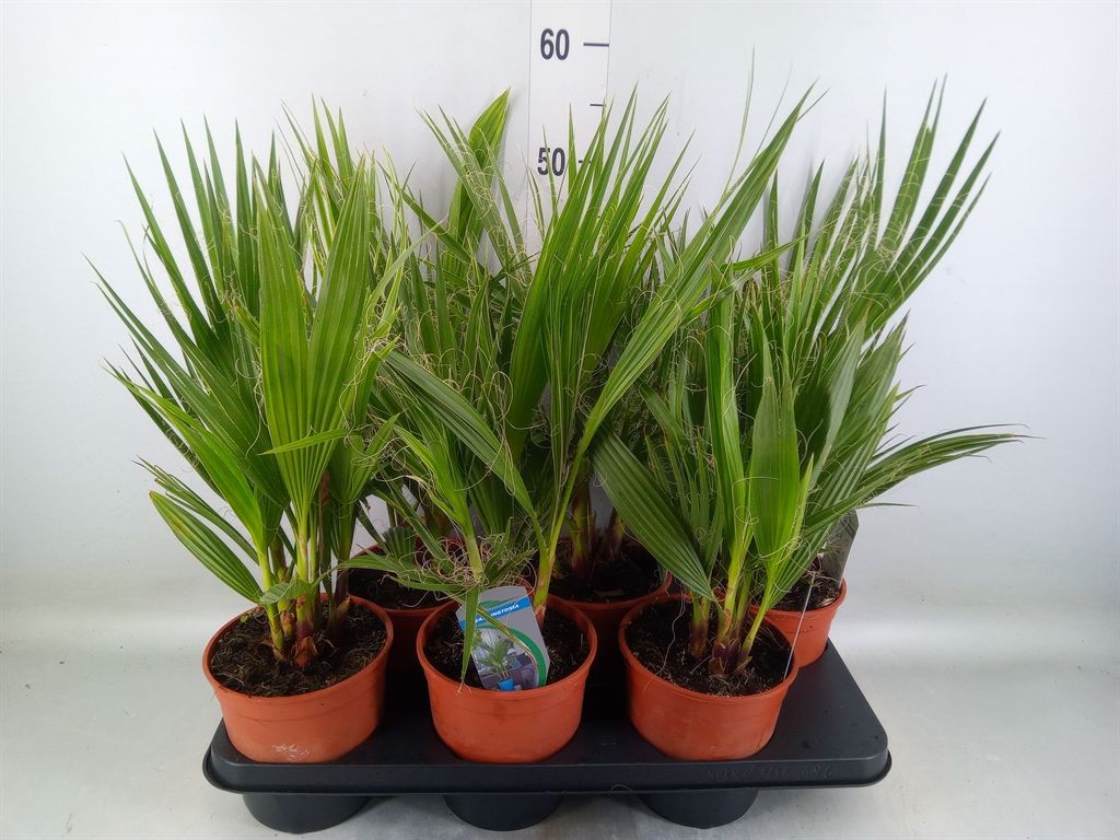 Горшечные цветы и растения оптом Washingtonia Filifera от 6шт из Голландии с доставкой по России