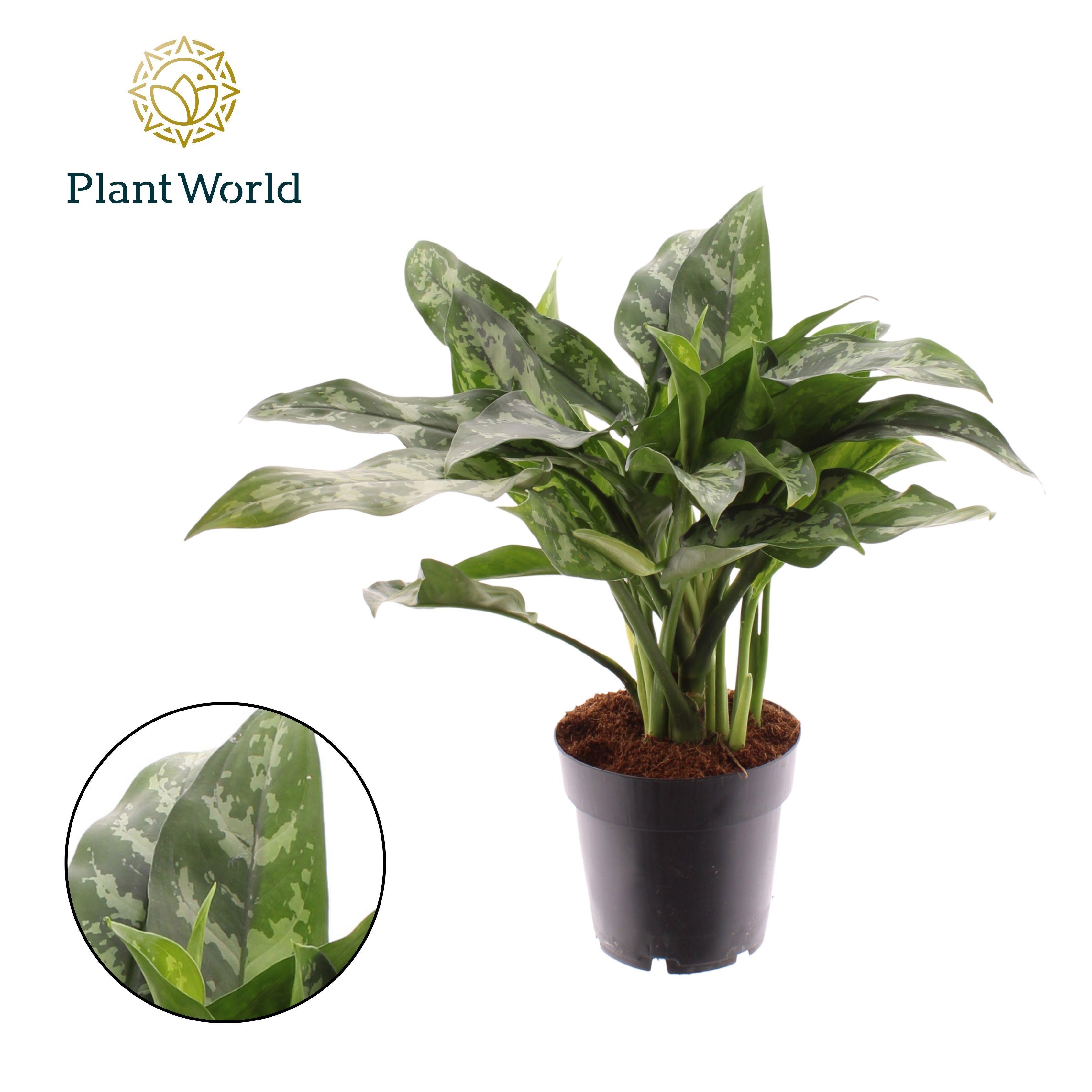 Горшечные цветы и растения оптом Aglaonema Maria от 7шт из Голландии с доставкой по России