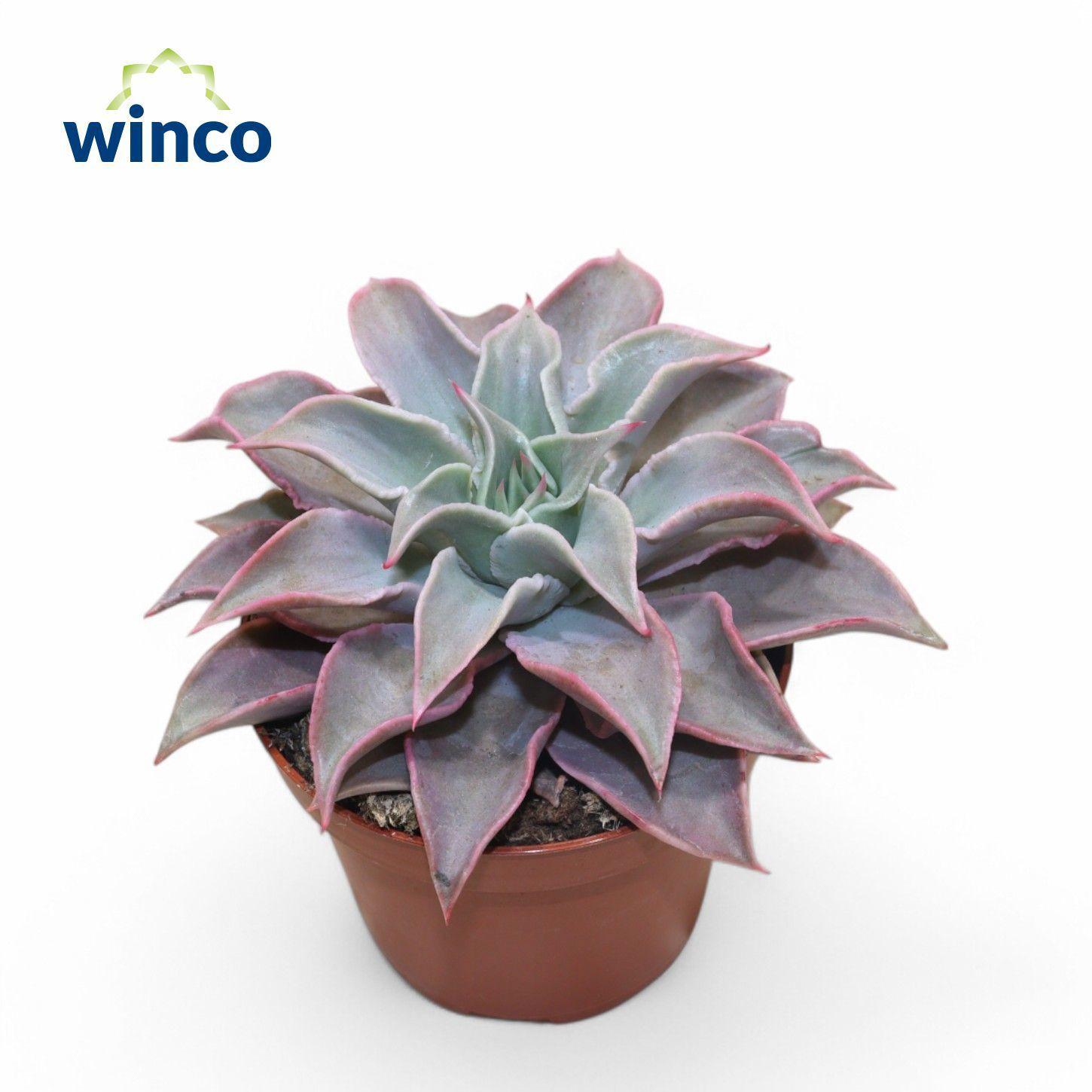 Горшечные цветы и растения оптом Echeveria Madiba от 9шт из Голландии с доставкой по России