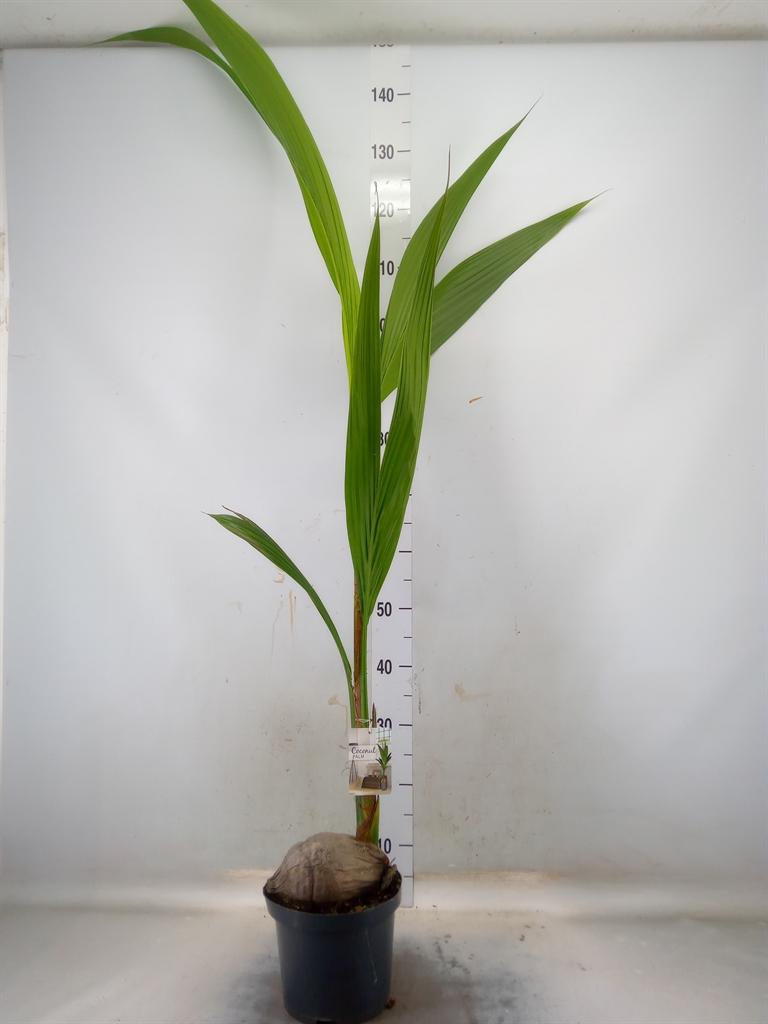 Горшечные цветы и растения оптом Cocos Nucifera от 1шт из Голландии с доставкой по России
