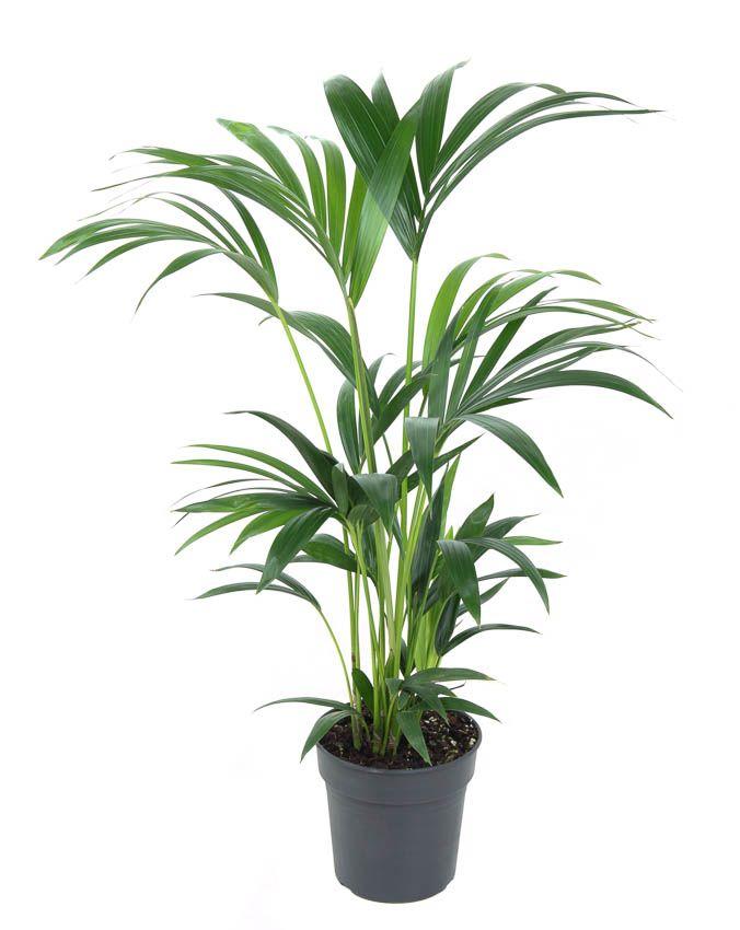 Горшечные цветы и растения оптом Howea Forsteriana 6pp от 1шт из Голландии с доставкой по России