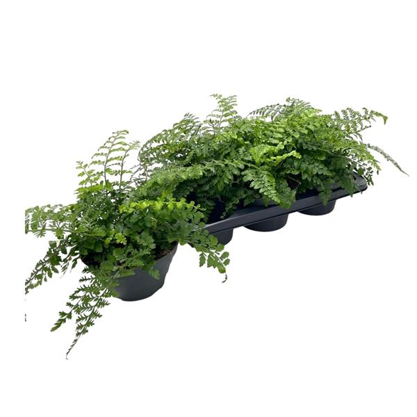 Горшечные цветы и растения оптом Asplenium Parvati от 6шт из Голландии с доставкой по России